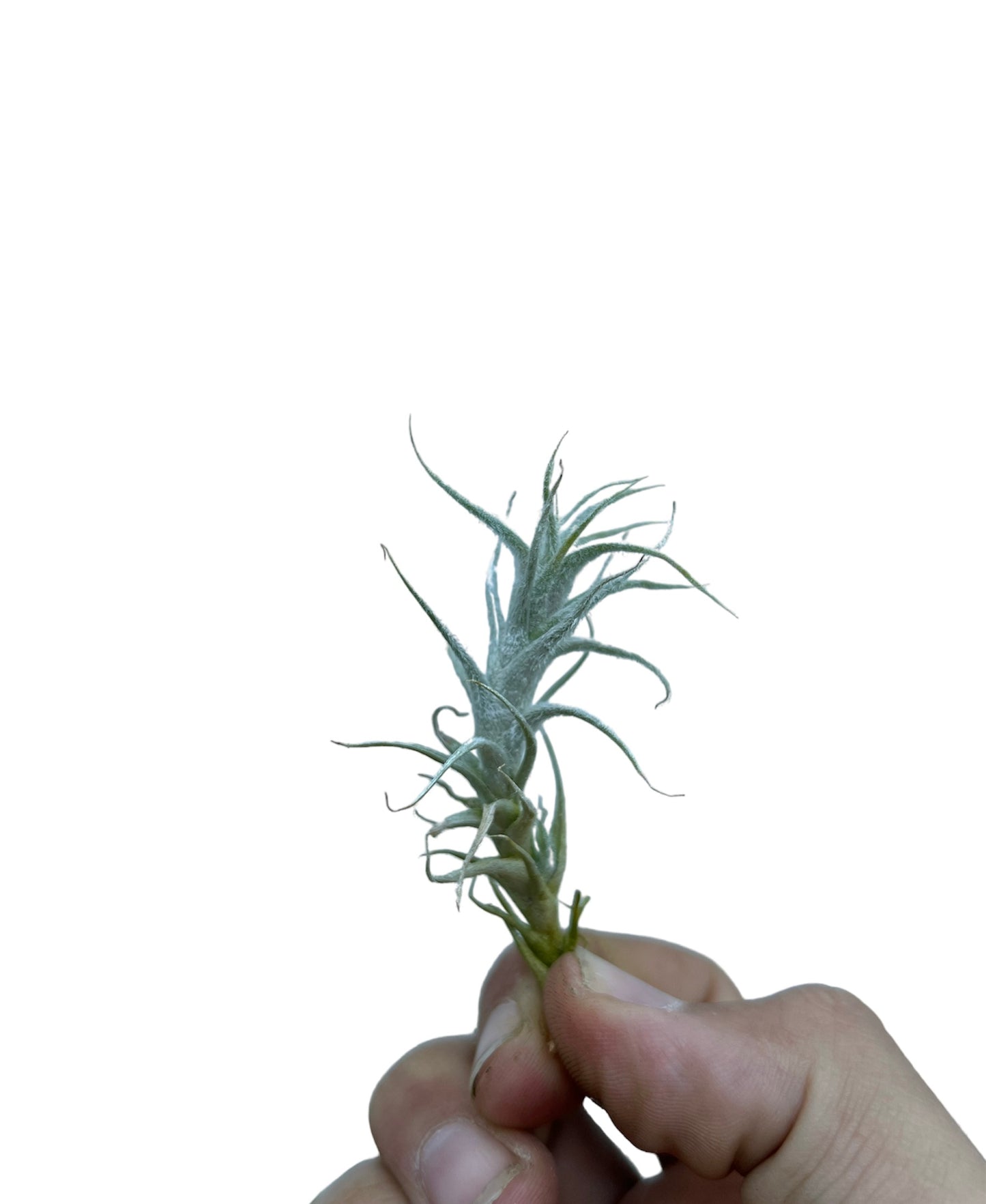 Stellifera
