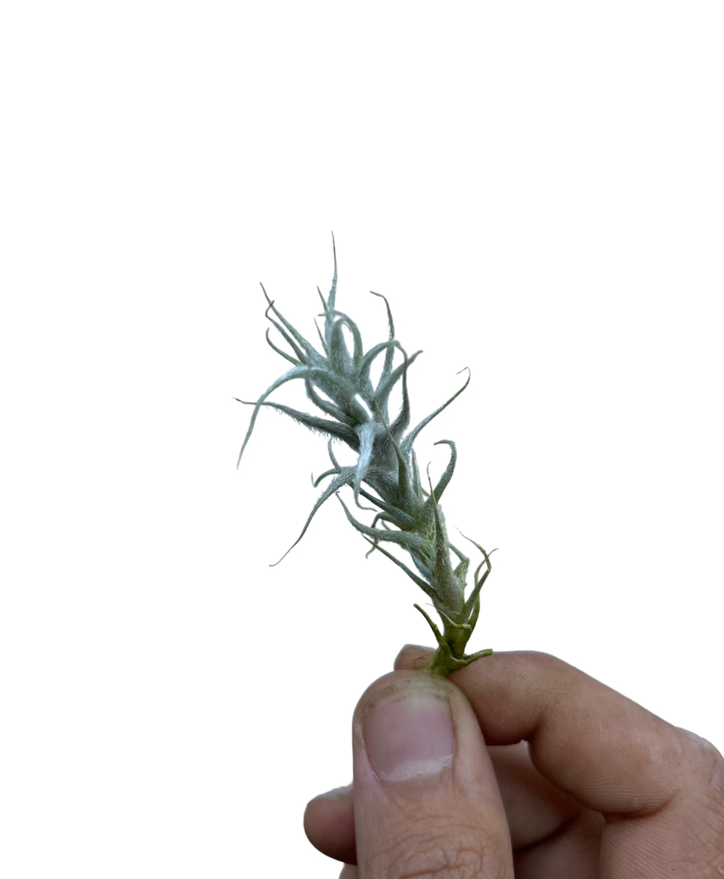 Stellifera