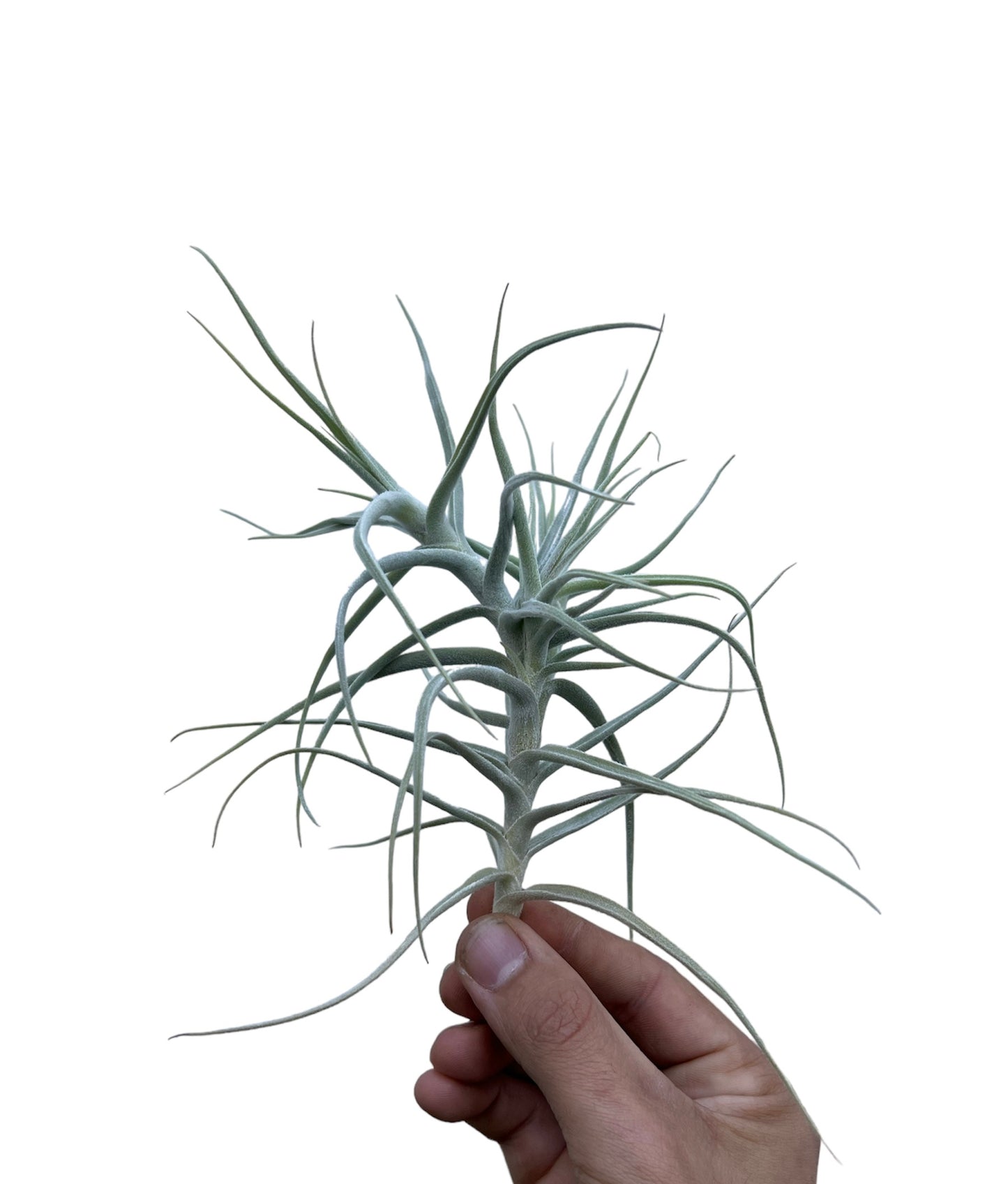 Paleacea