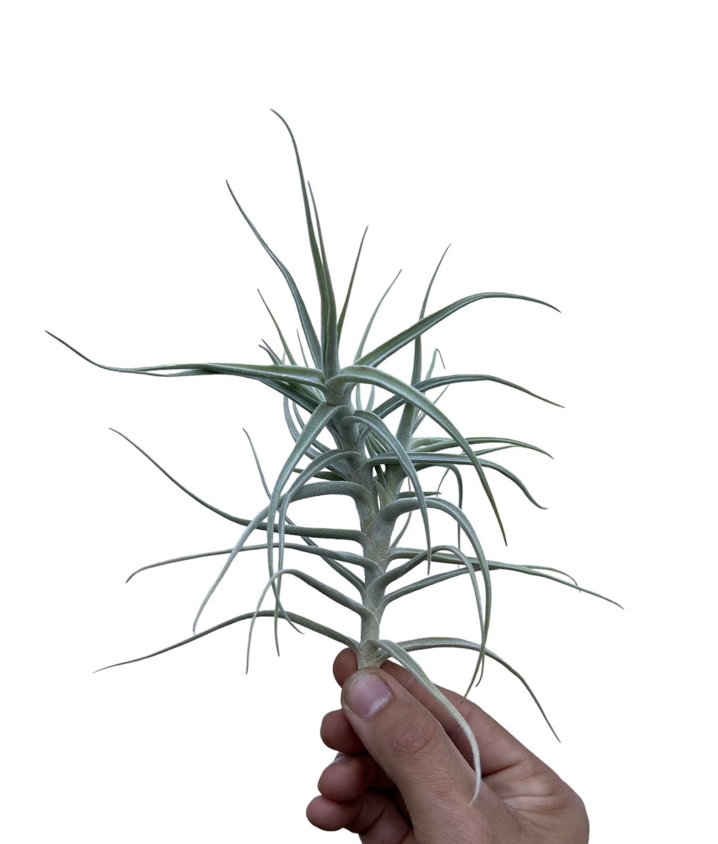 Paleacea