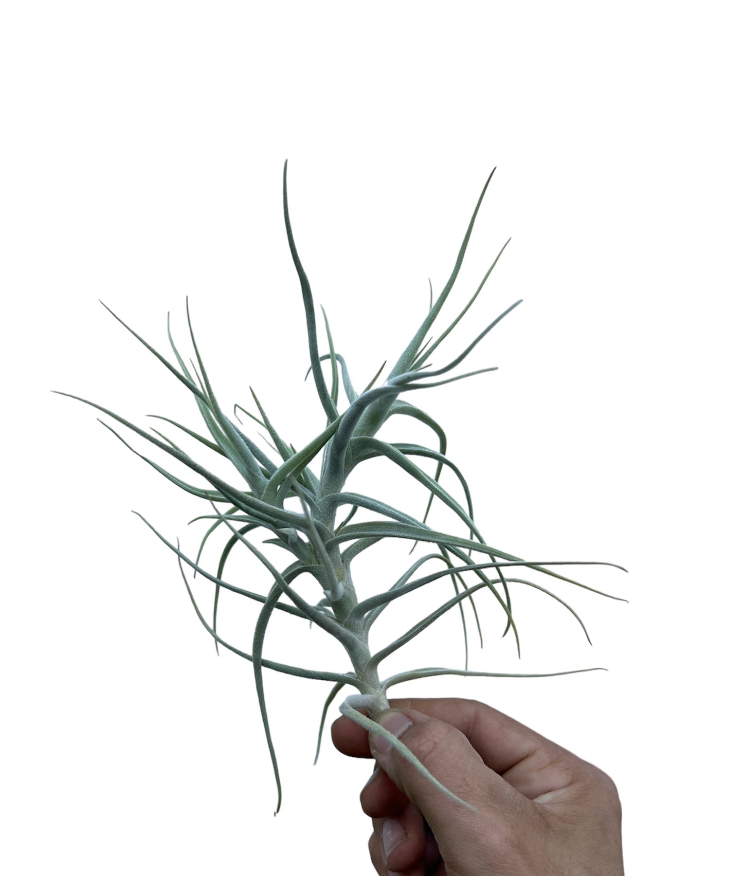 Paleacea