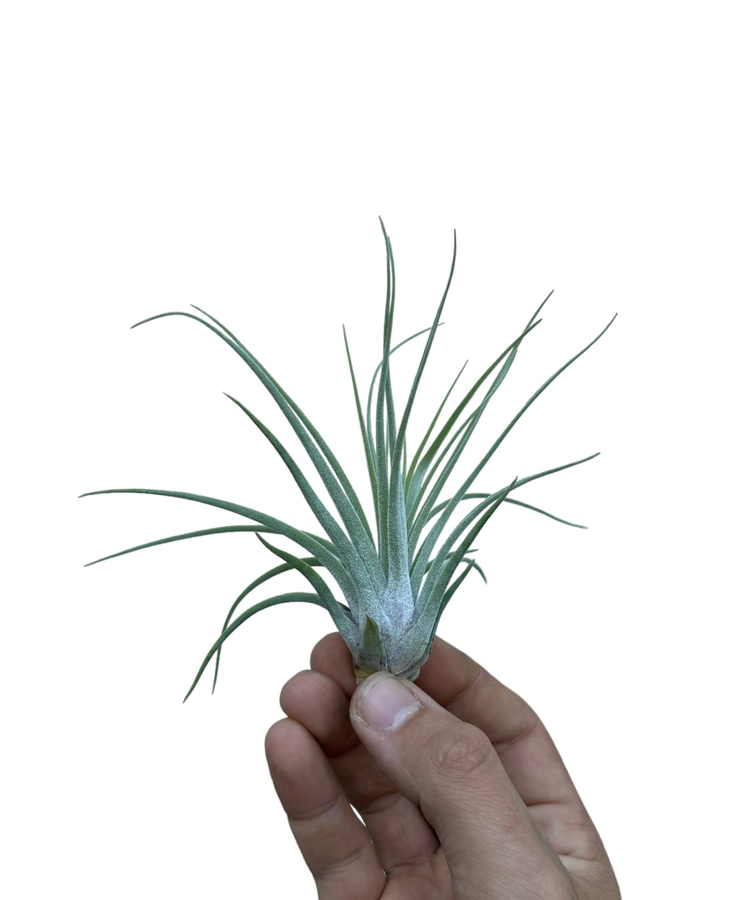 Velickiana