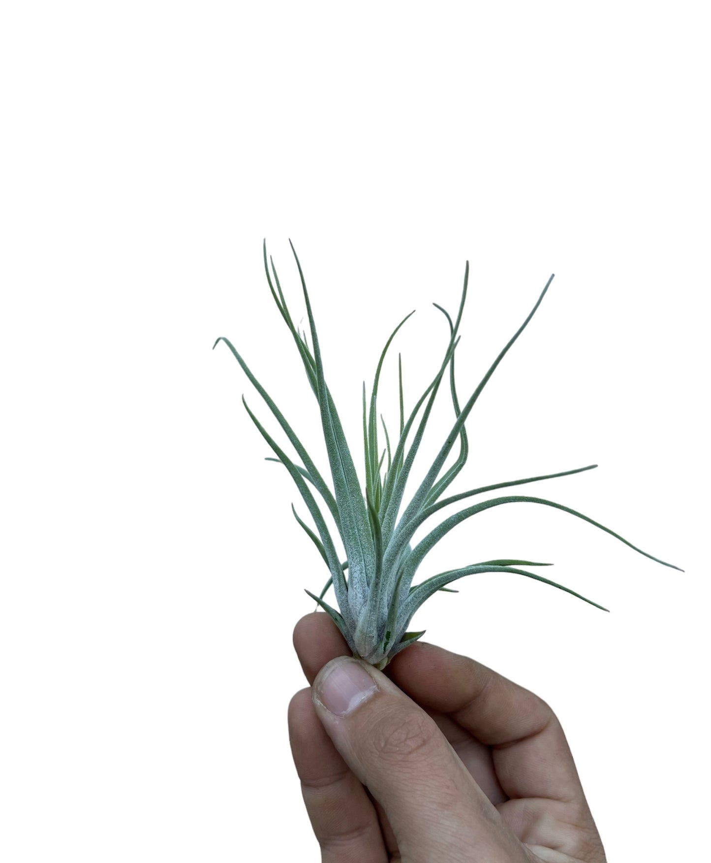 Velickiana