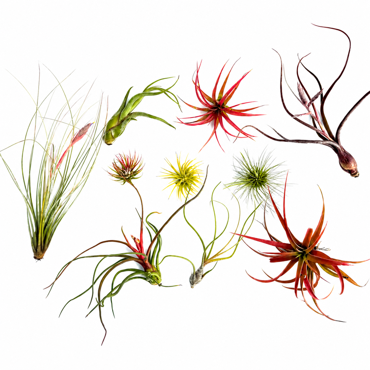 Pack 10 Tillandsias — Tu colección de plantas de aire