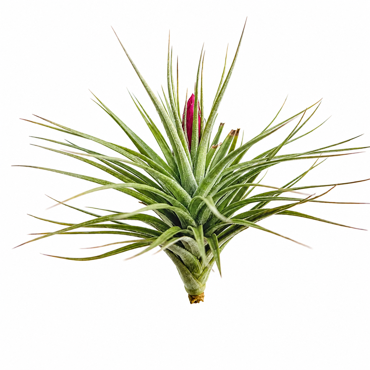 Tillandsia Aeranthos — La planta de aire más resistente