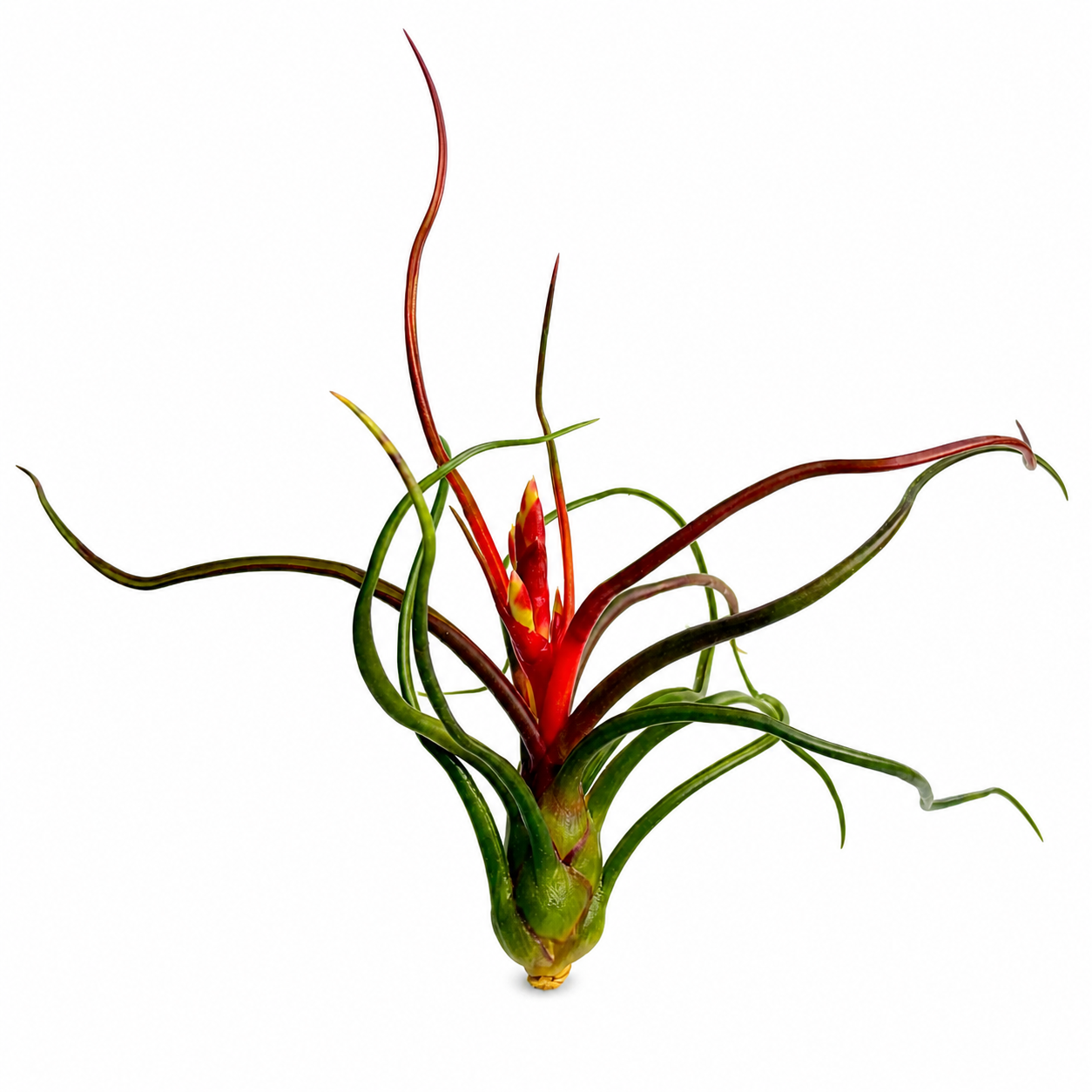 Tillandsia Bulbosa — La planta de aire con forma de pulpo