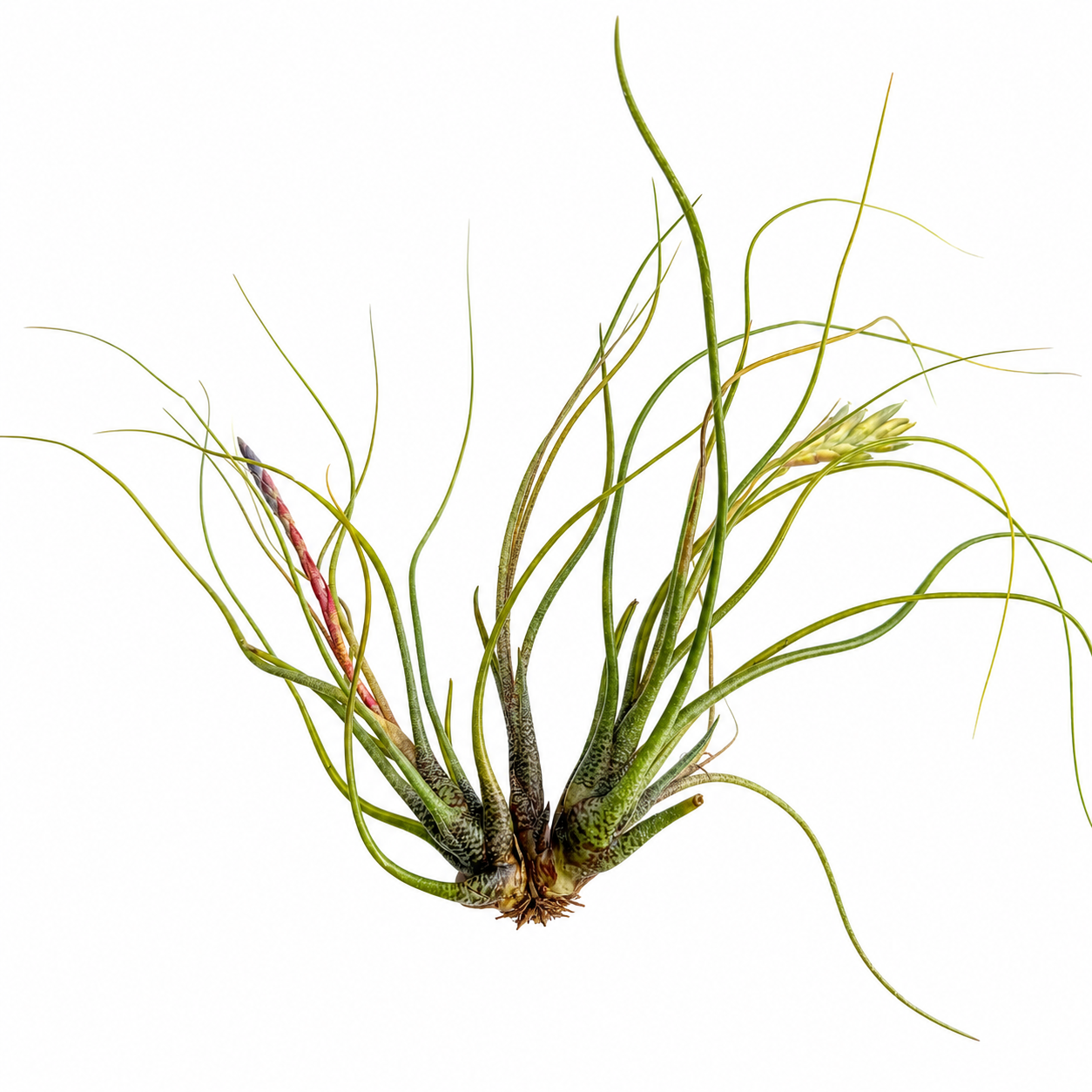 Tillandsia Butzii Clumb — La Butzii en grupo