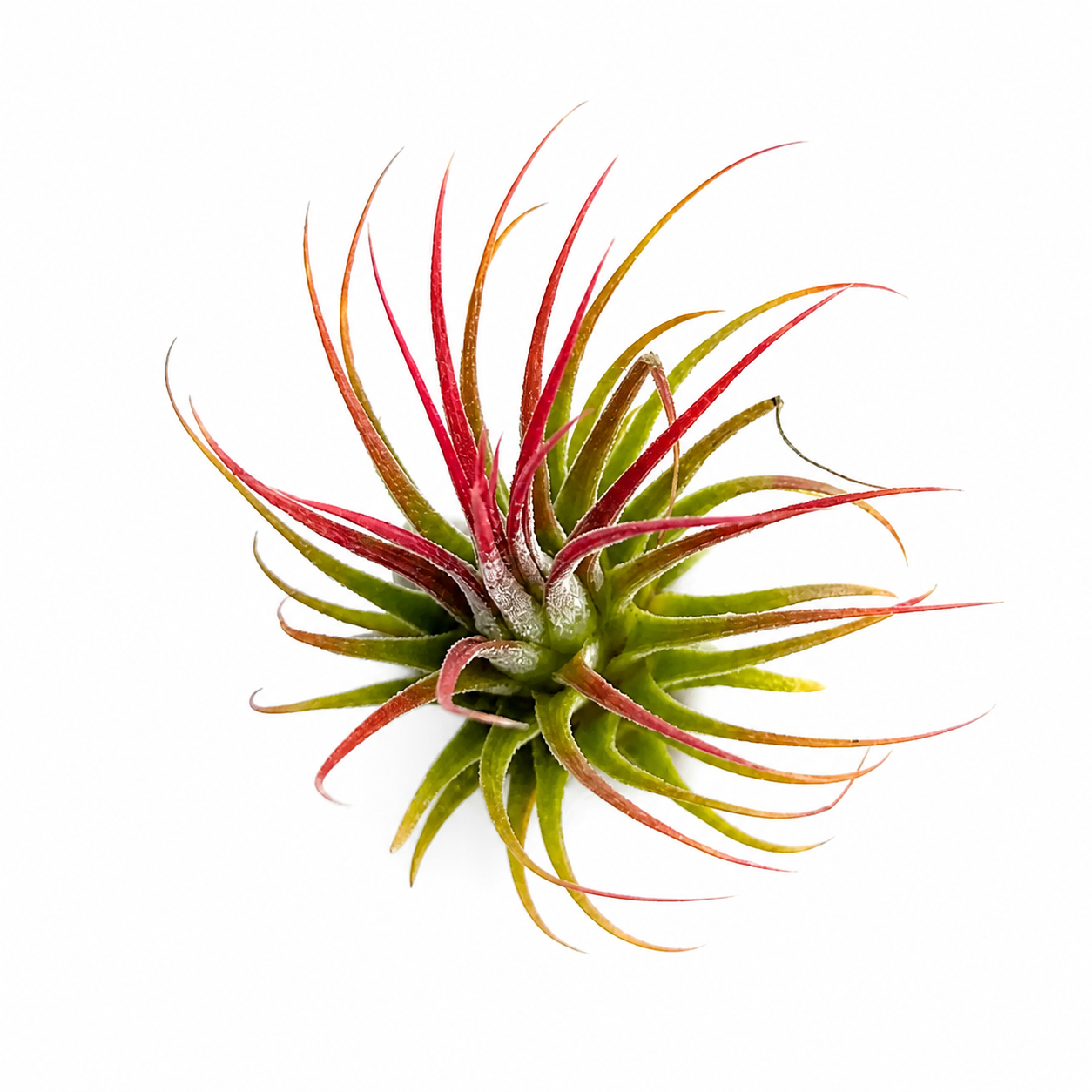 Ionantha var. rubra