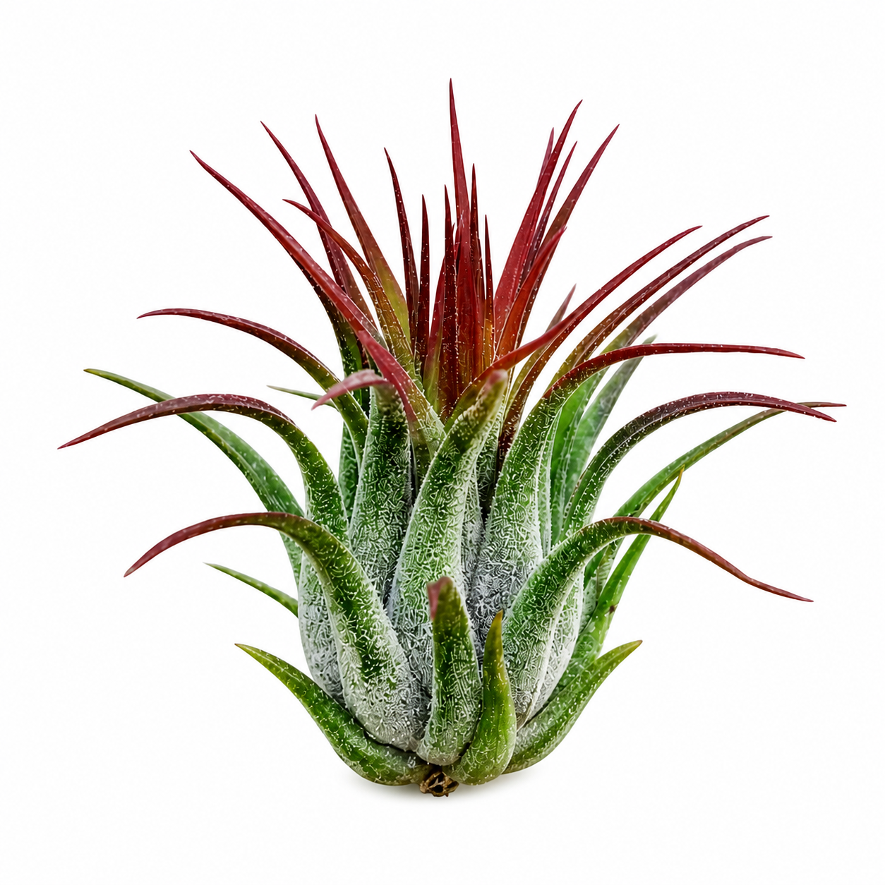 Tillandsia Ionantha Scaposa — La ionantha con tallo