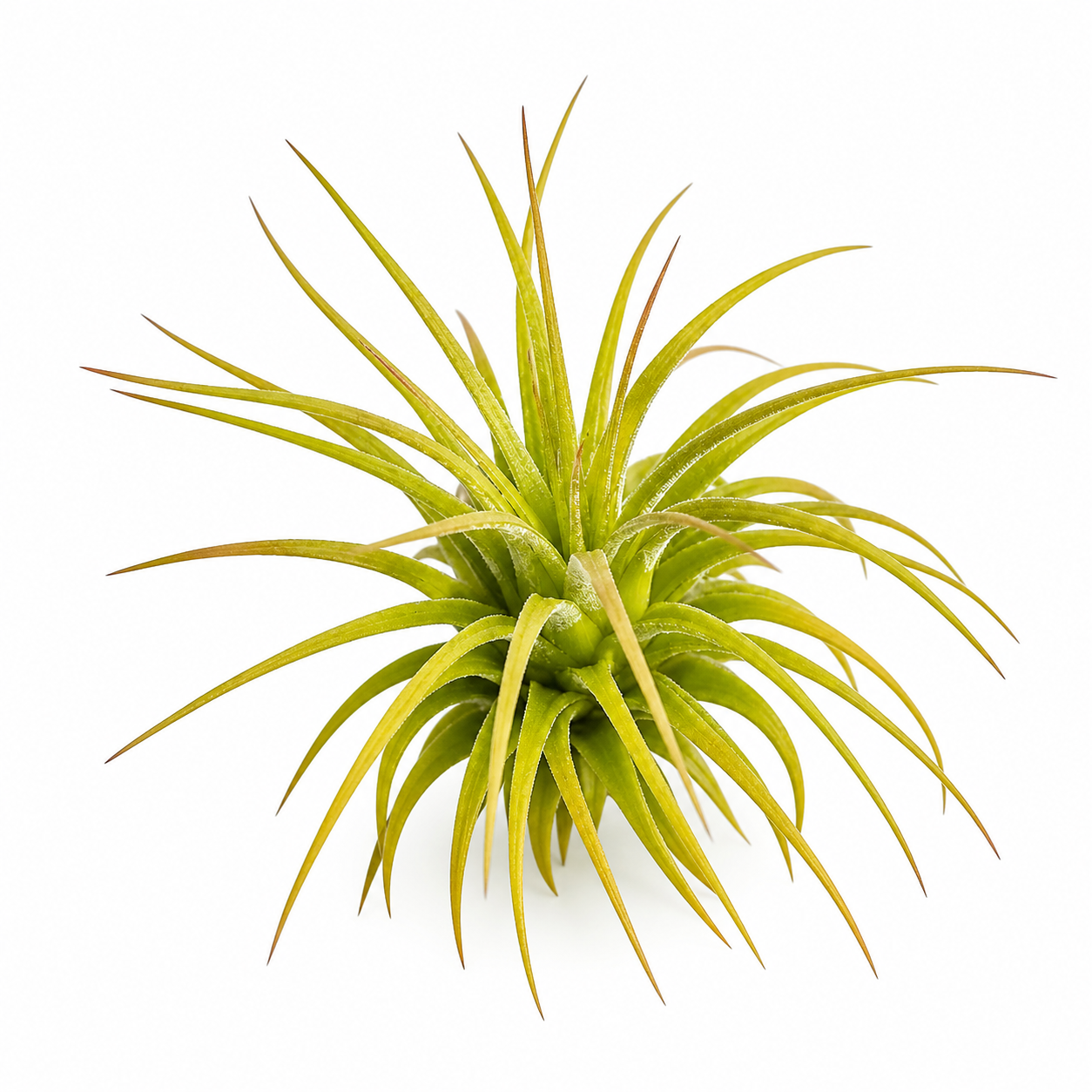 Tillandsia Ionantha var. Ionantha — La variedad más pura