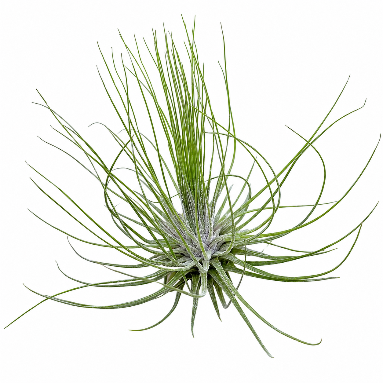 Tillandsia Magnesiana — La planta de aire plateada
