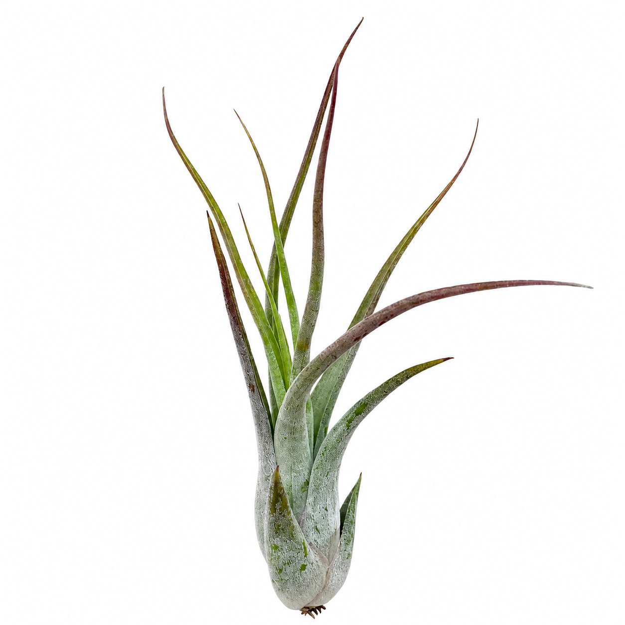 Tillandsia Paucifolia — La planta de aire bulbosa colgante