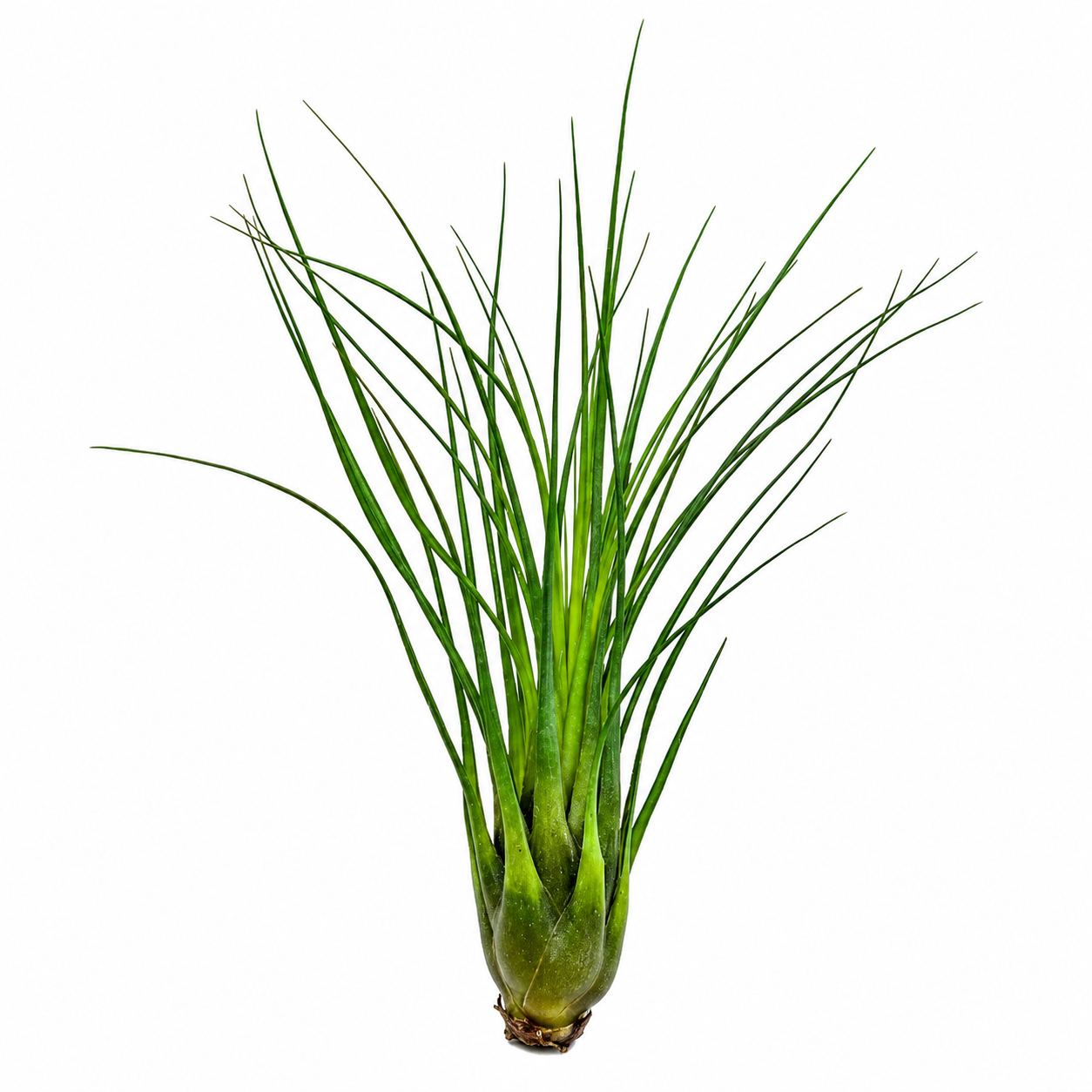 Tillandsia Punctulata — La planta de aire de la bráctea negra