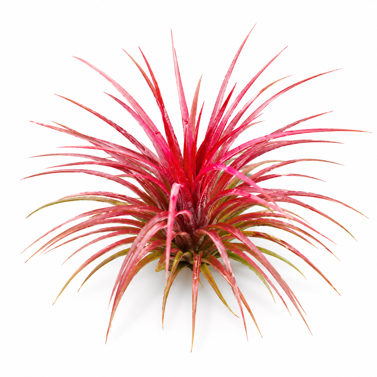 Tillandsia Rainforest Red