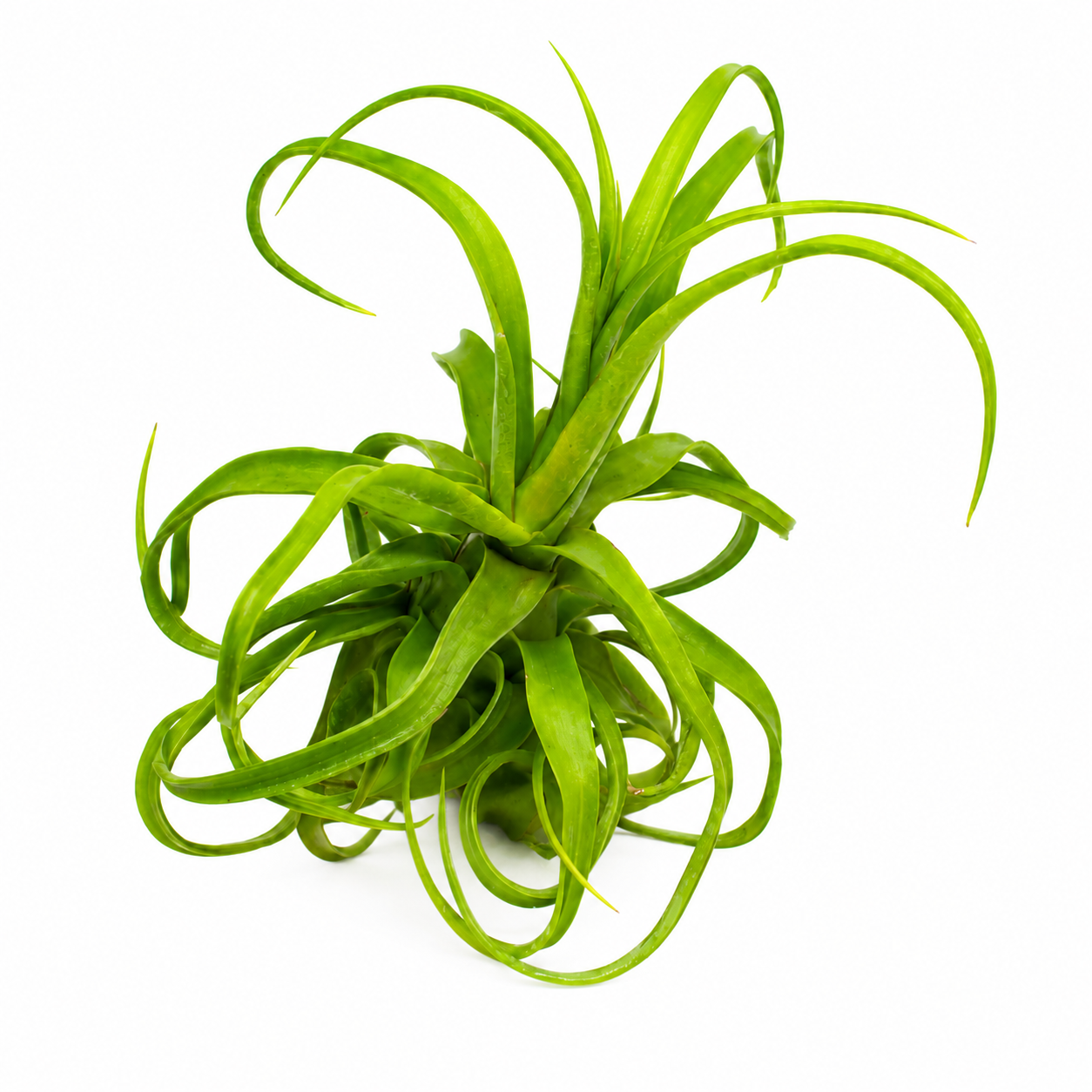 Tillandsia Streptophylla — La reina de los rizos
