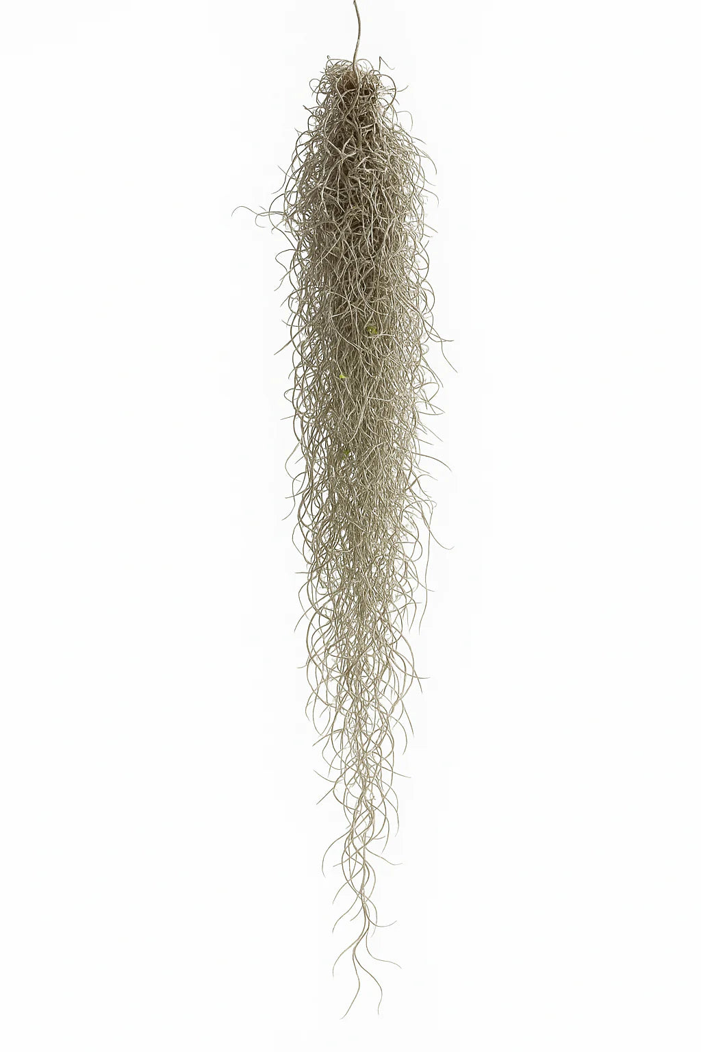Tillandsia Usneoides — El musgo español