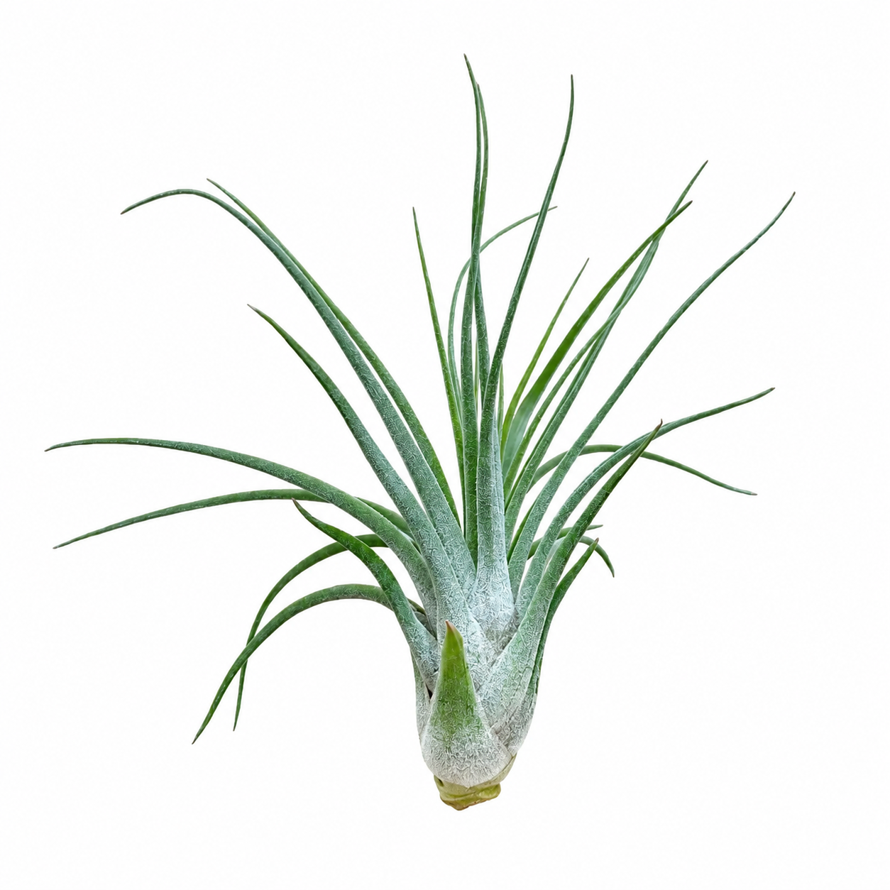 Tillandsia Velickiana — La tillandsia del coleccionista