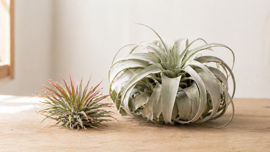 Cómo cuidar una tillandsia en casa: guía completa para principiantes