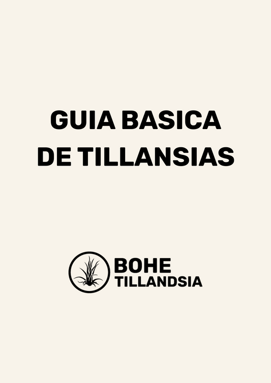 Guía Básica de Cuidados para Tillandsias – Descargable en PDF