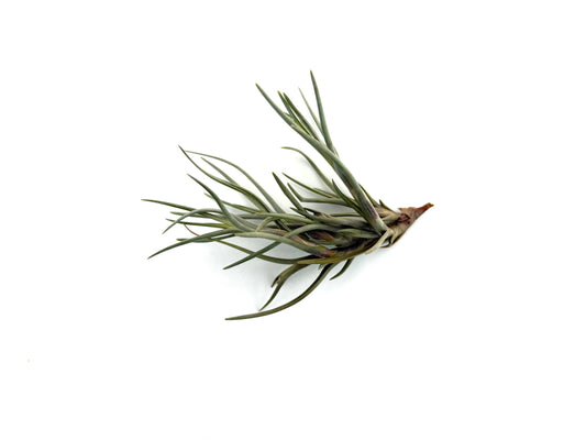 Albertiana