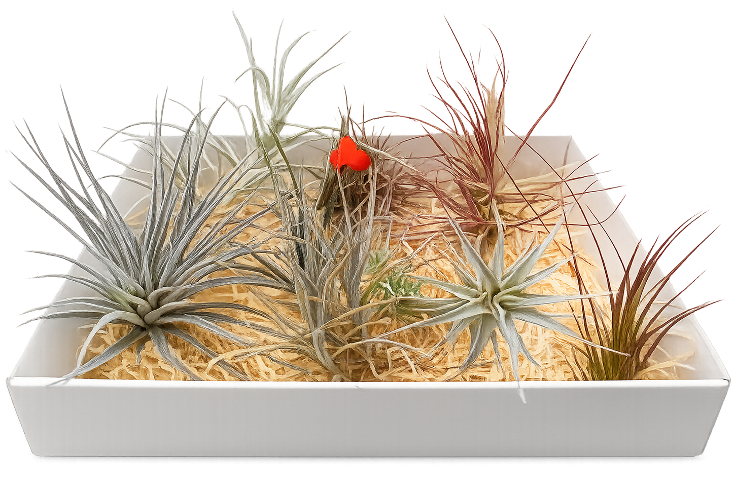 Pack Coleccionista · 8 Tillandsias de Colección — Formas, Texturas y Comportamientos Únicos