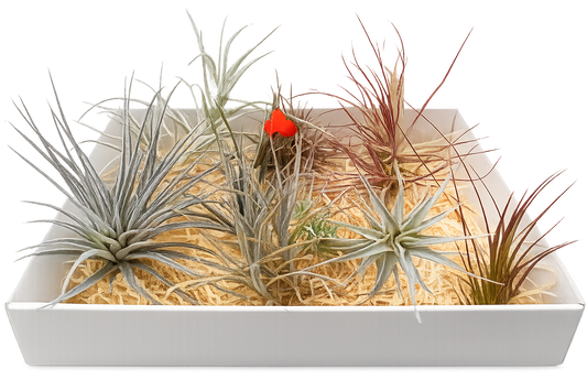 Pack Coleccionista · 8 Tillandsias de Colección — Formas, Texturas y Comportamientos Únicos