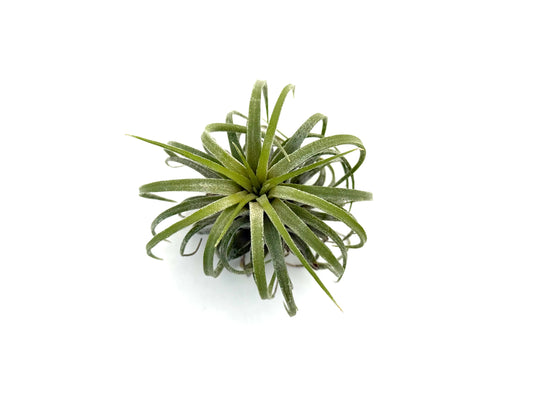 Ionantha Curly
