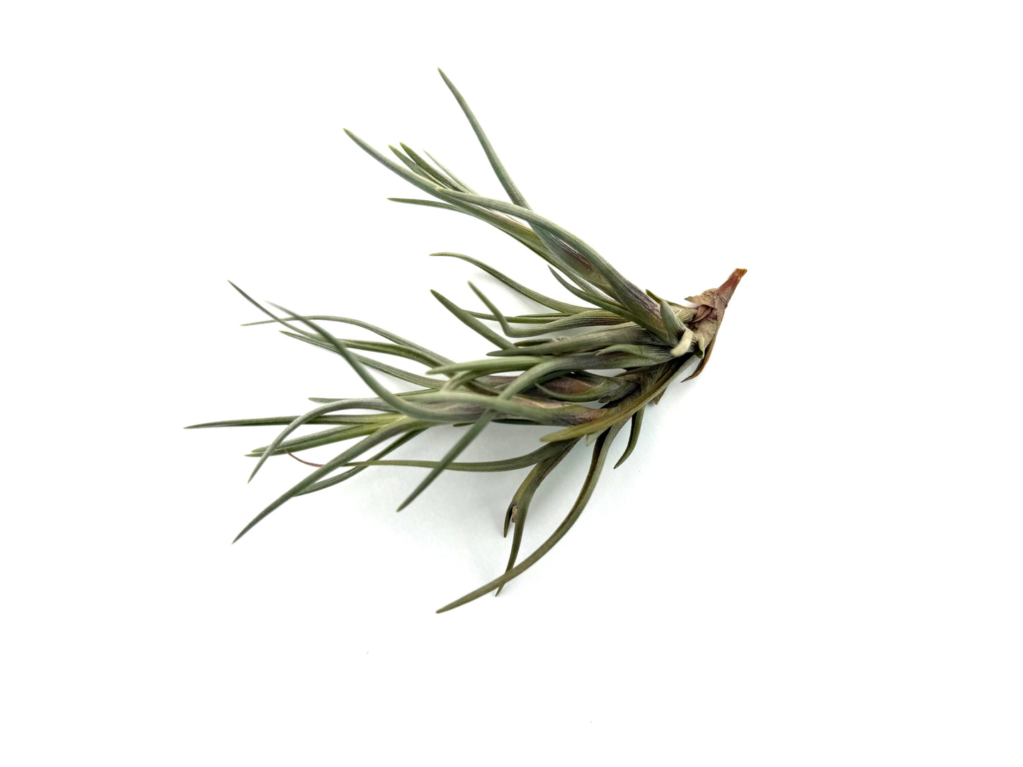 Albertiana