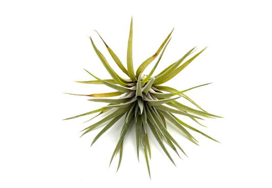 Plagiotropica