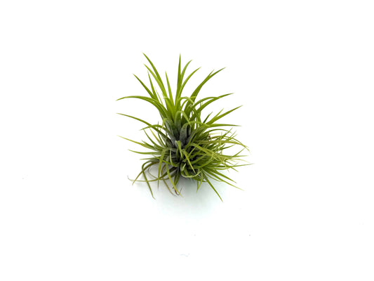 Ionantha Green Snow