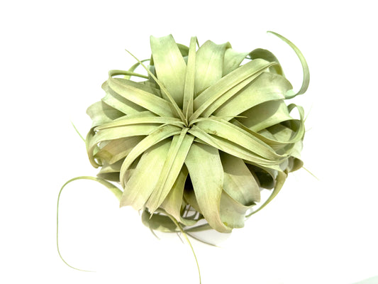Xerographica XL