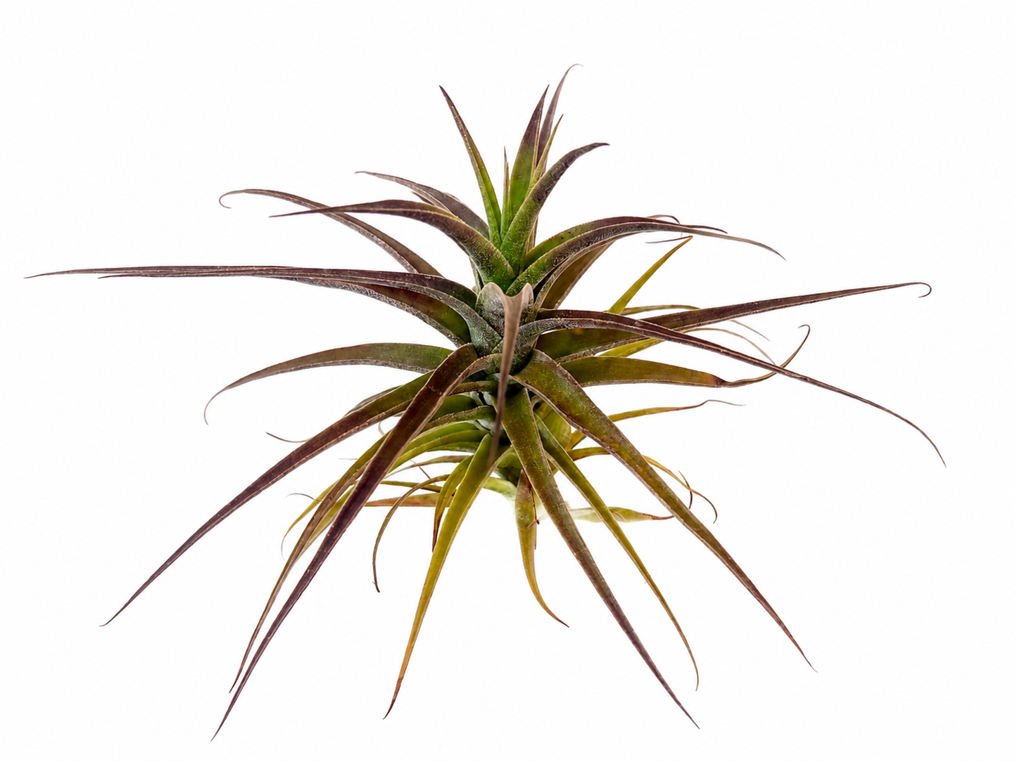 Tillandsia Latifolia
