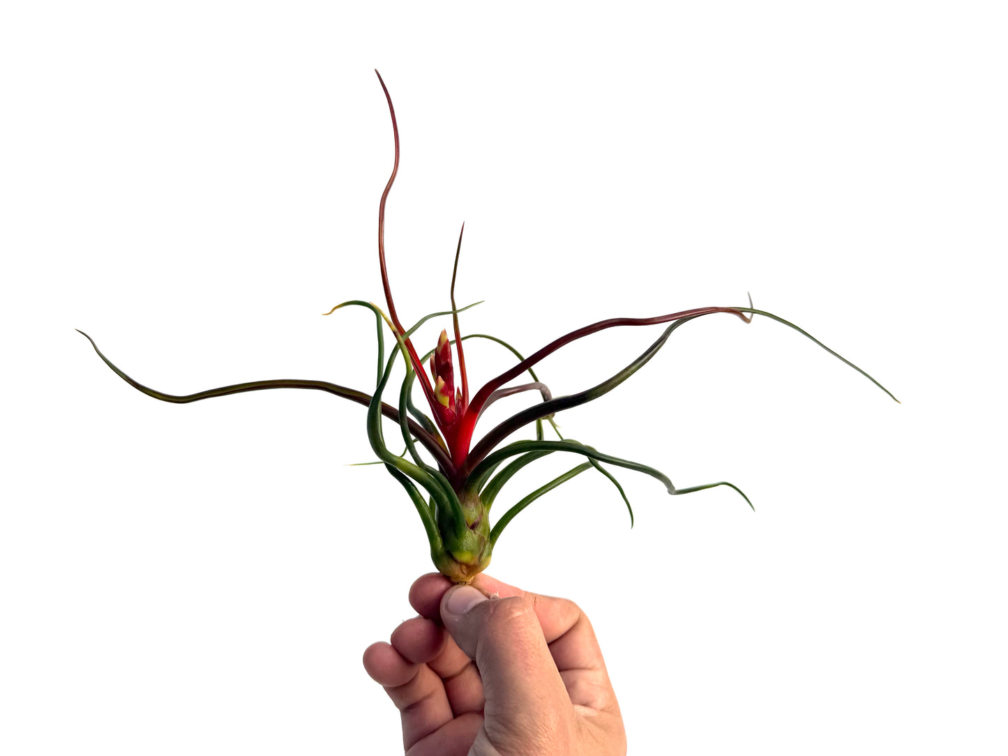 Bulbosa