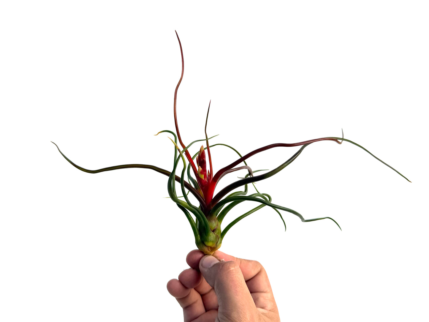 Bulbosa