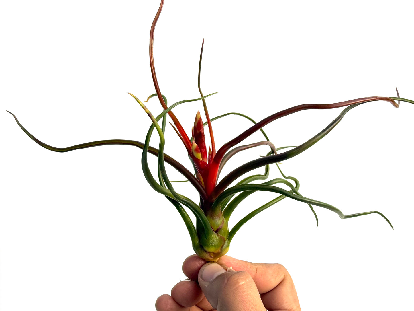 Bulbosa