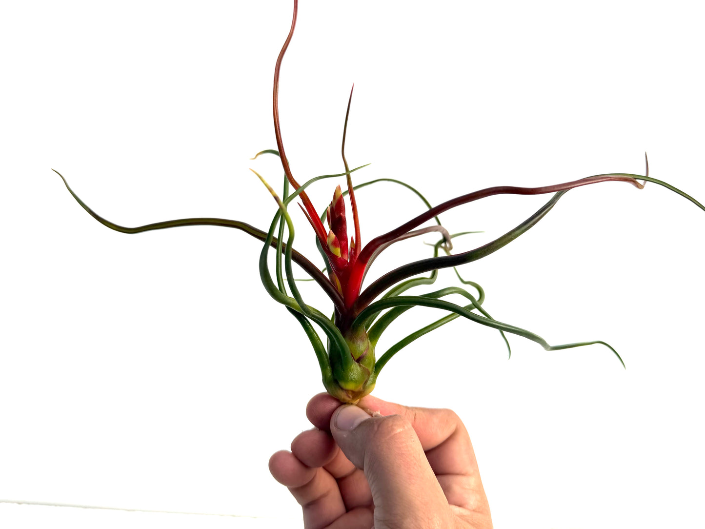 Bulbosa