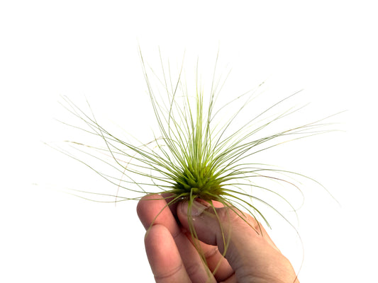 Fuchsii f. gracilis