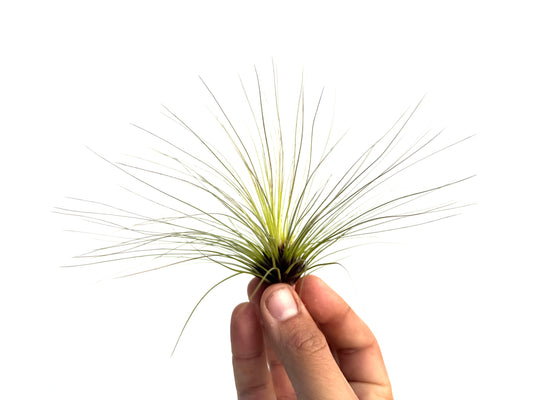 Filifolia