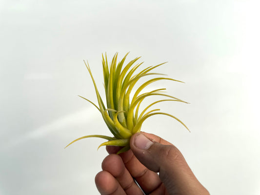 Ionantha Druid
