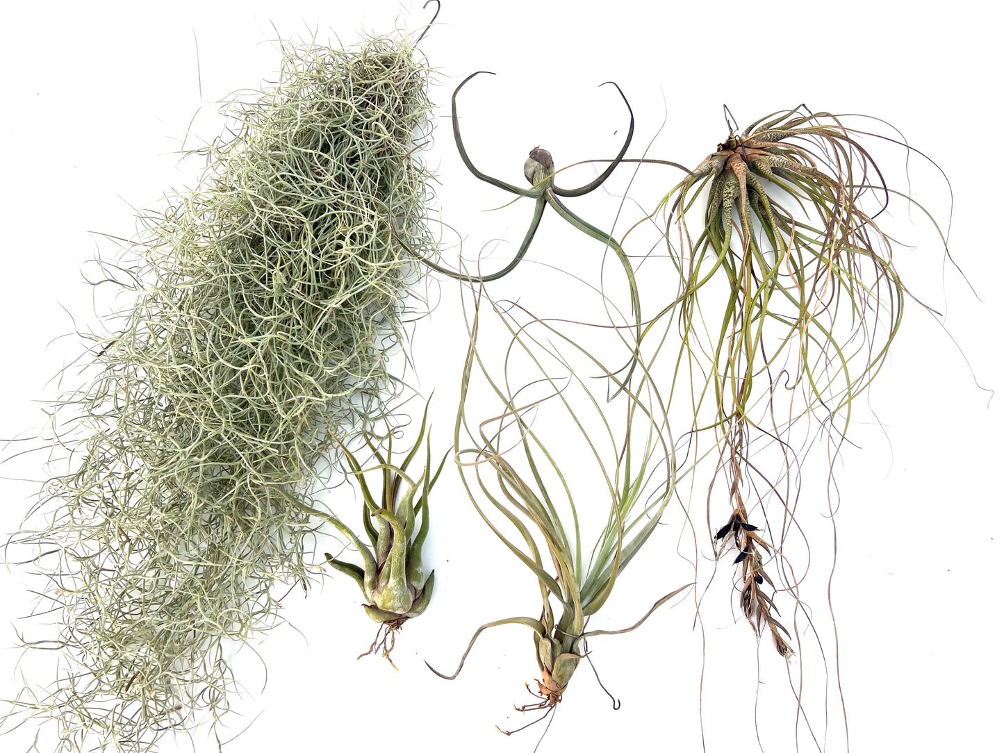 Pack Tillandsias Colgantes (5 especies seleccionadas)