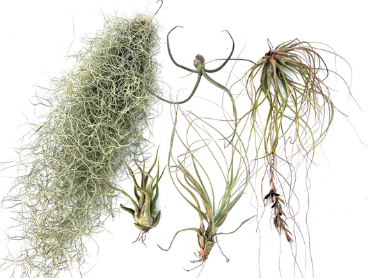 Pack Tillandsias Colgantes (5 especies seleccionadas)