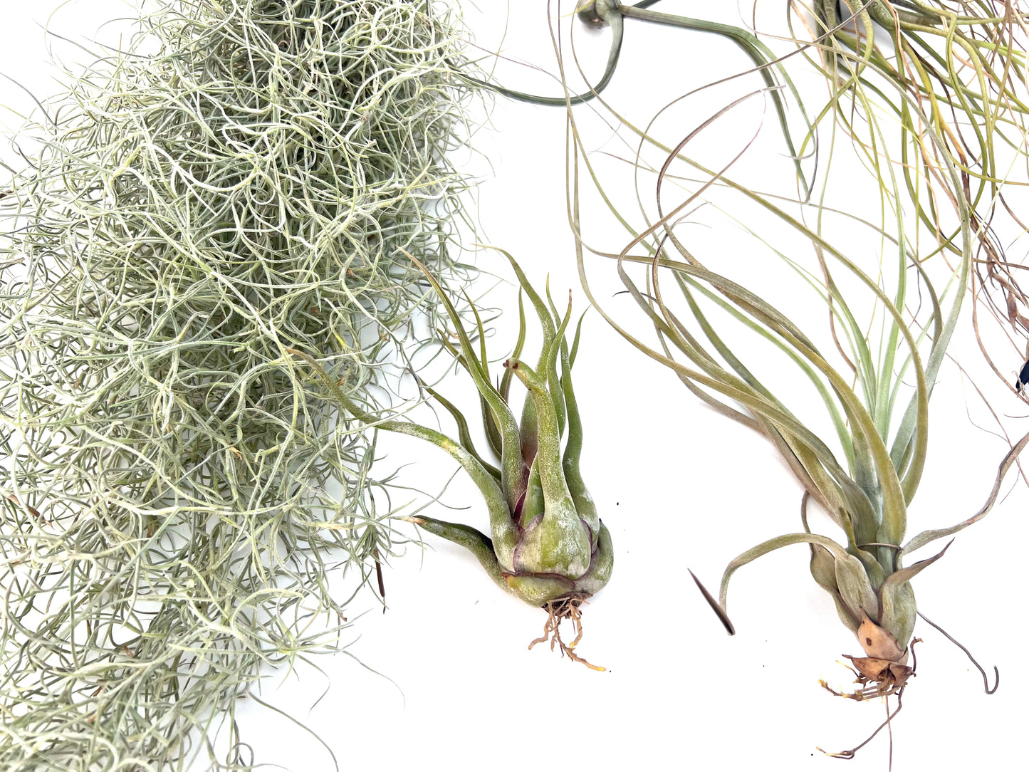 Pack Tillandsias Colgantes (5 especies seleccionadas)