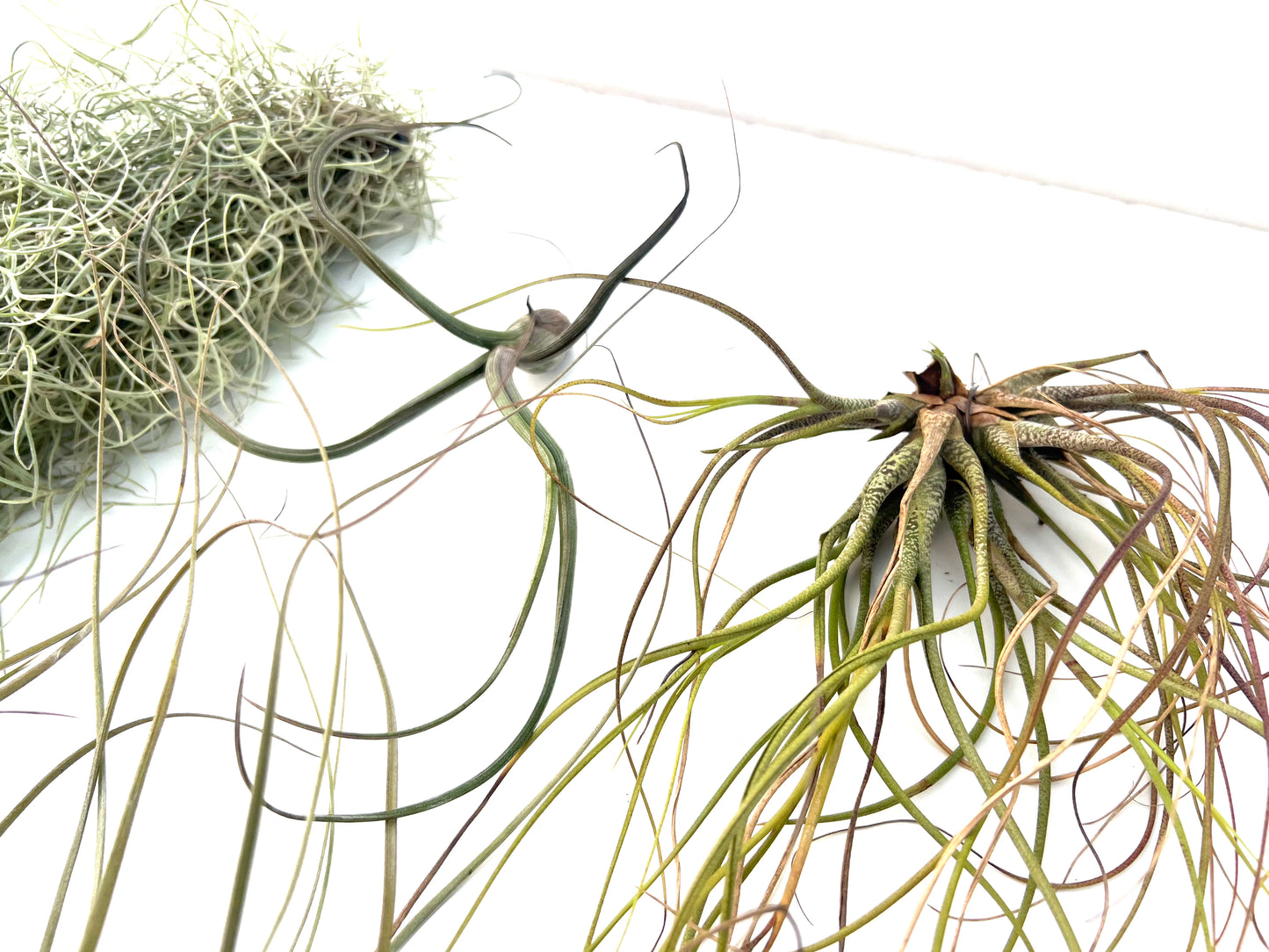 Pack Tillandsias Colgantes (5 especies seleccionadas)