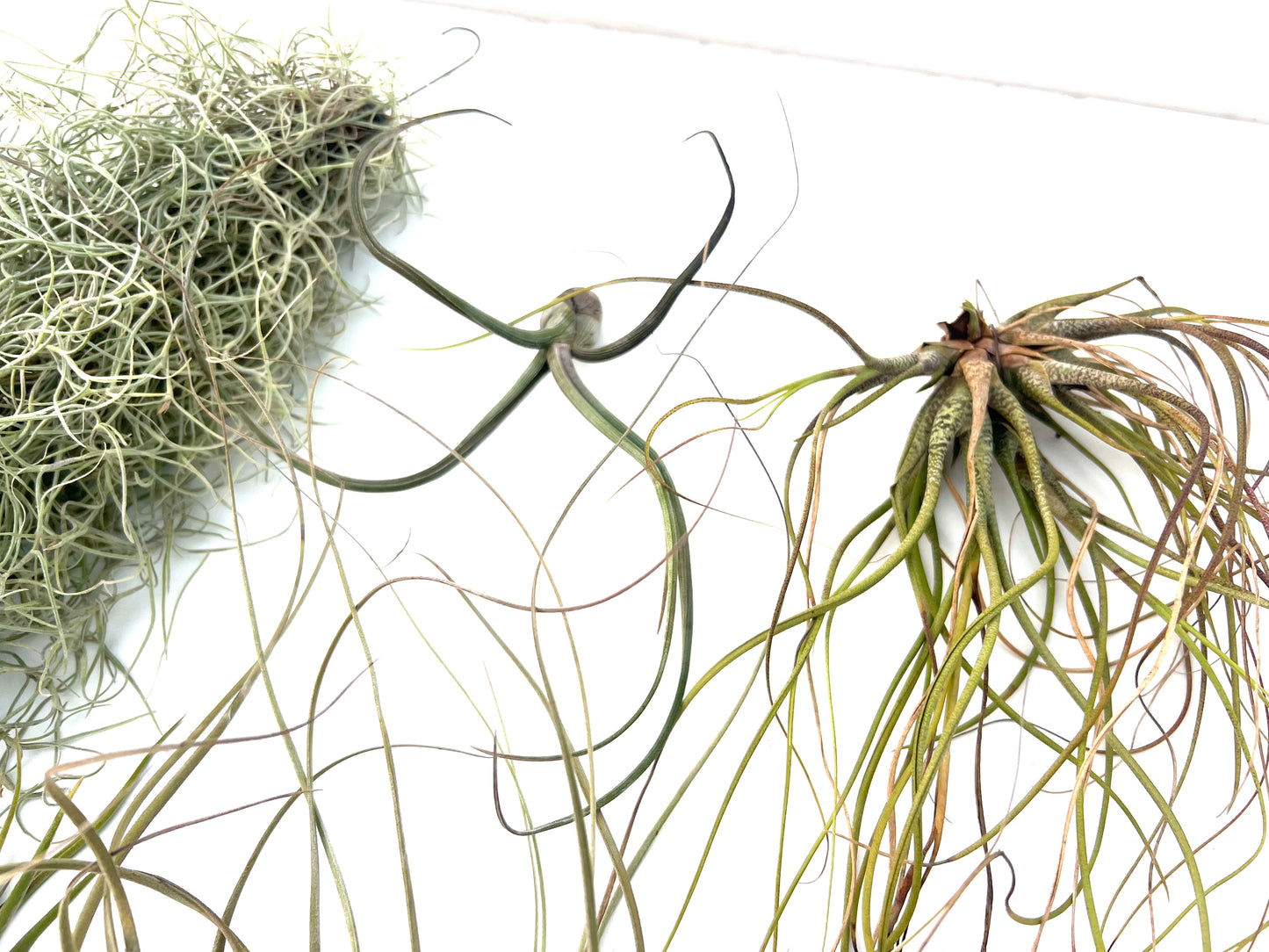 Pack Tillandsias Colgantes (5 especies seleccionadas)