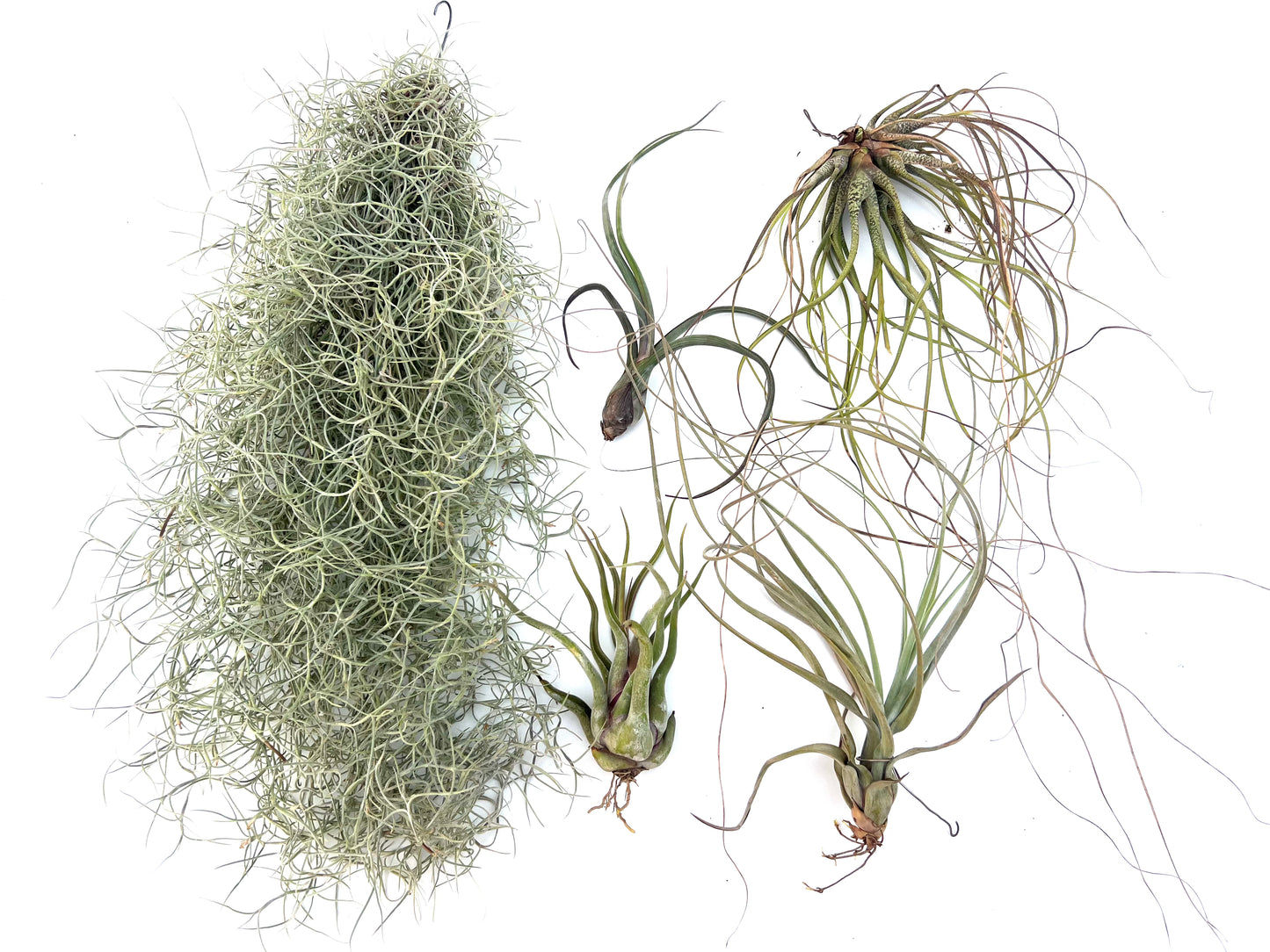 Pack Tillandsias Colgantes (5 especies seleccionadas)