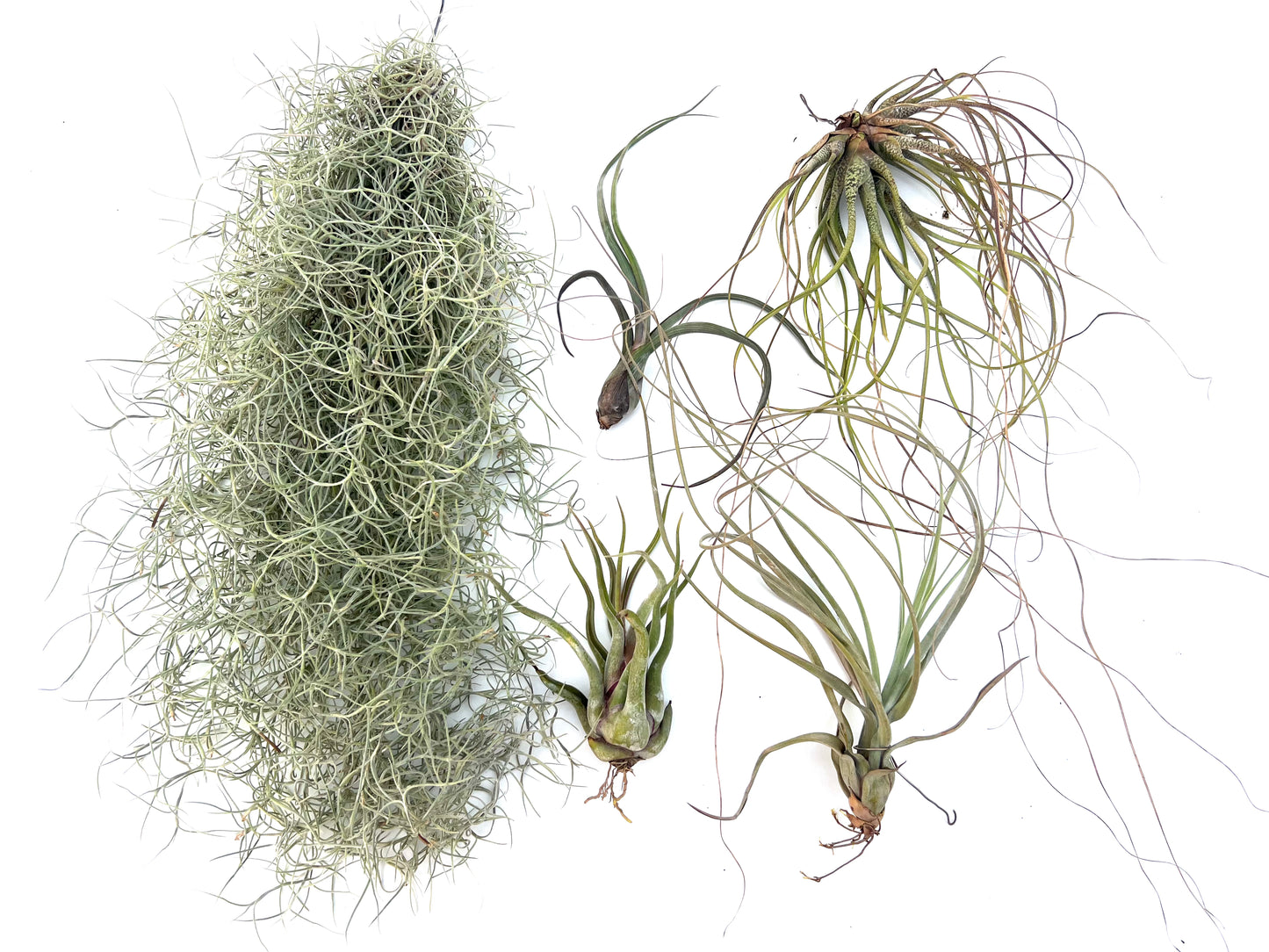 Pack Tillandsias Colgantes (5 especies seleccionadas)