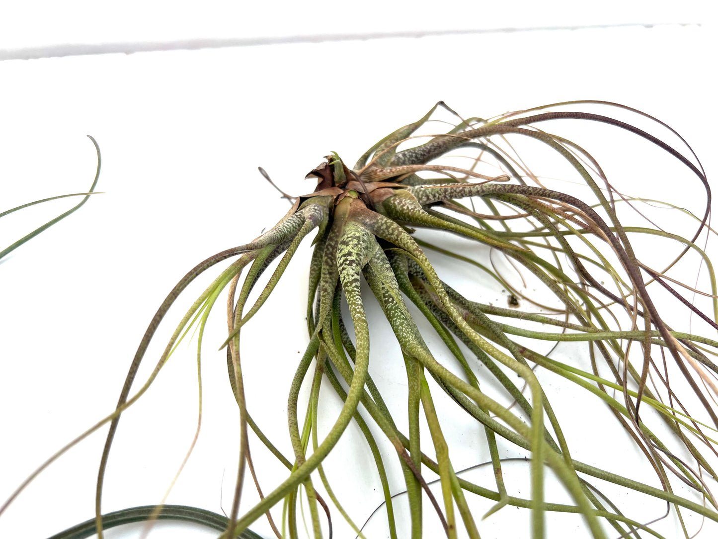 Pack Tillandsias Colgantes (5 especies seleccionadas)