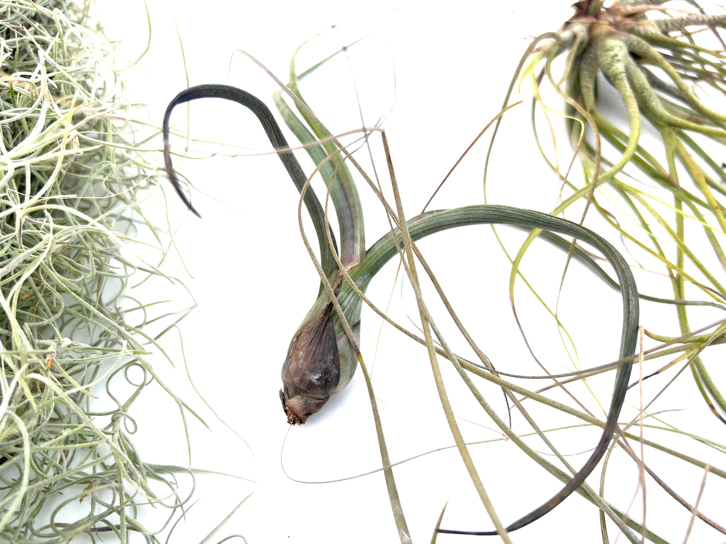 Pack Tillandsias Colgantes (5 especies seleccionadas)