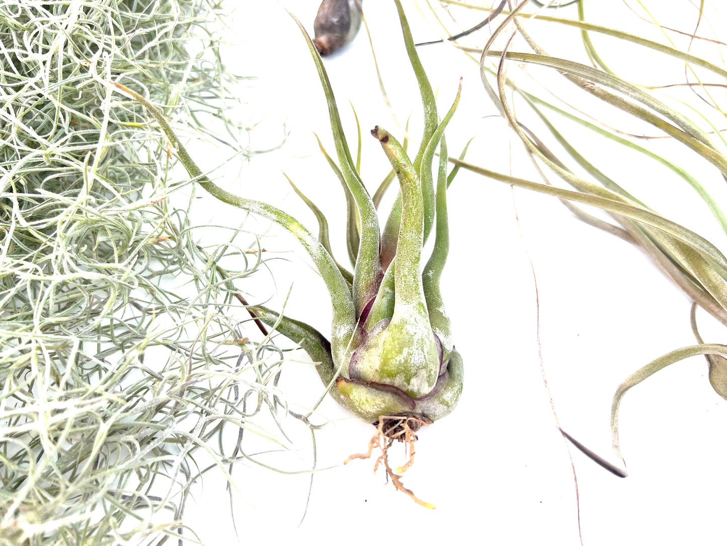 Pack Tillandsias Colgantes (5 especies seleccionadas)