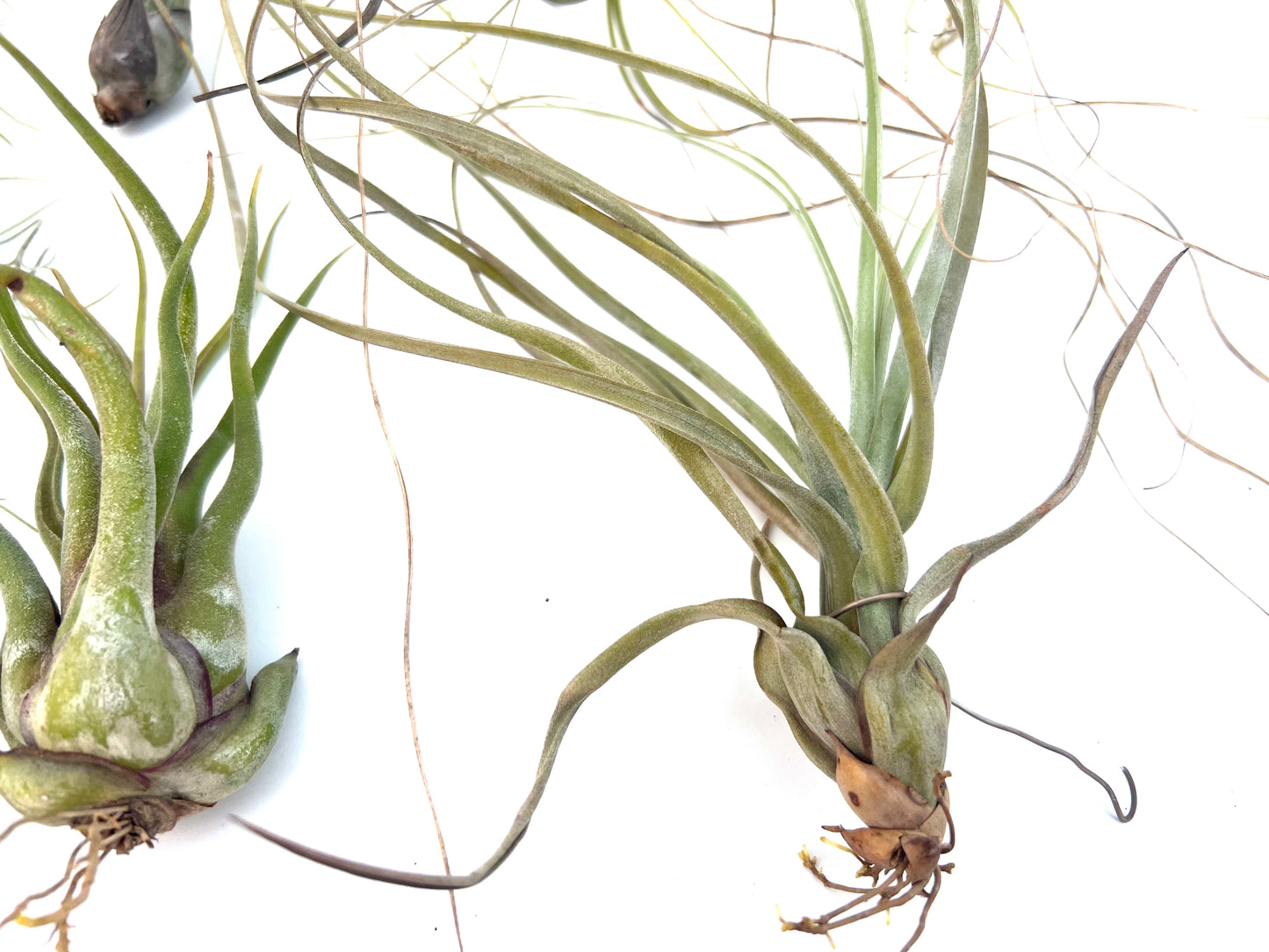 Pack Tillandsias Colgantes (5 especies seleccionadas)